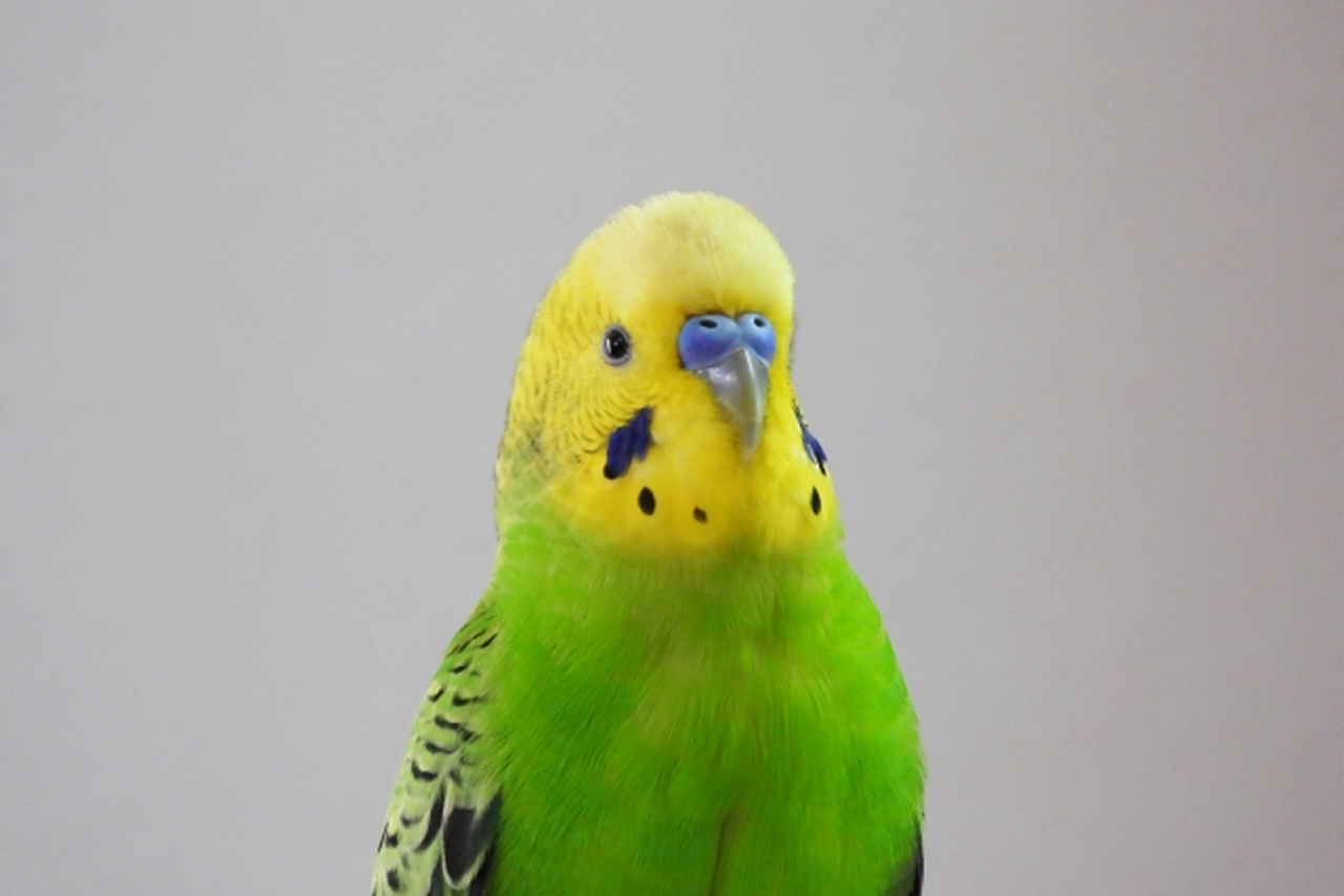 ピー