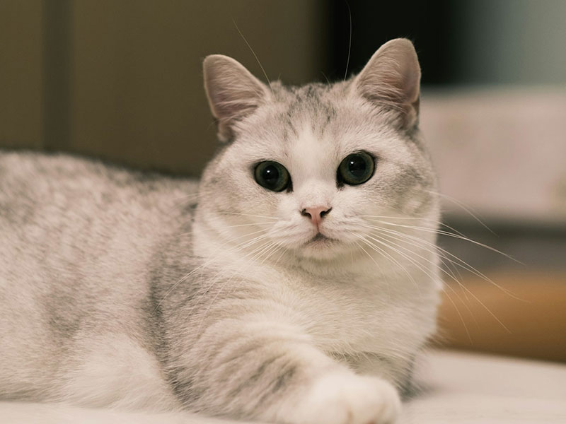 【猫種図鑑】マンチカンの性格や特徴、飼い方について知ろう