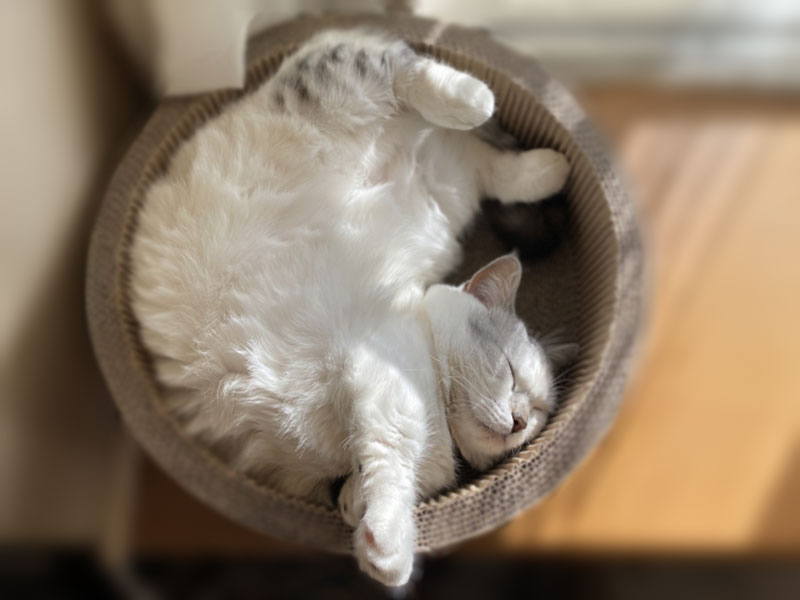 マンチカンの日ごろのお世話とケア