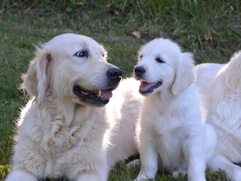 ゴールデン・レトリーバーの特徴と性格