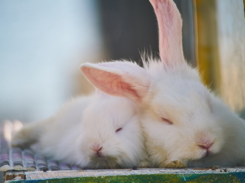 【獣医師監修】うさぎの消化管うっ滞ってどんな病気？～原因と症状、治療法について知ろう〜