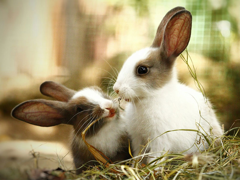 うさぎの消化管うっ滞の予防