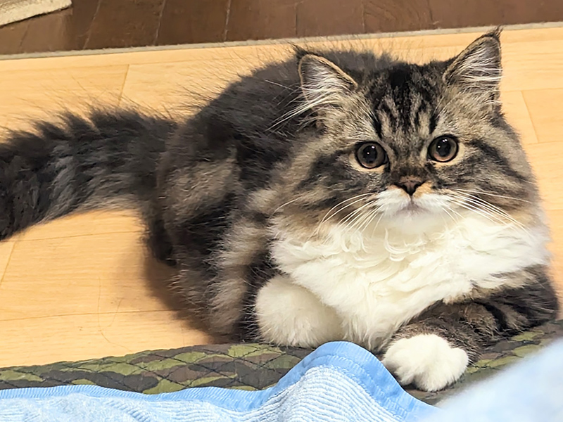 【猫種図鑑】ミヌエットの性格や特徴、飼い方について知ろう