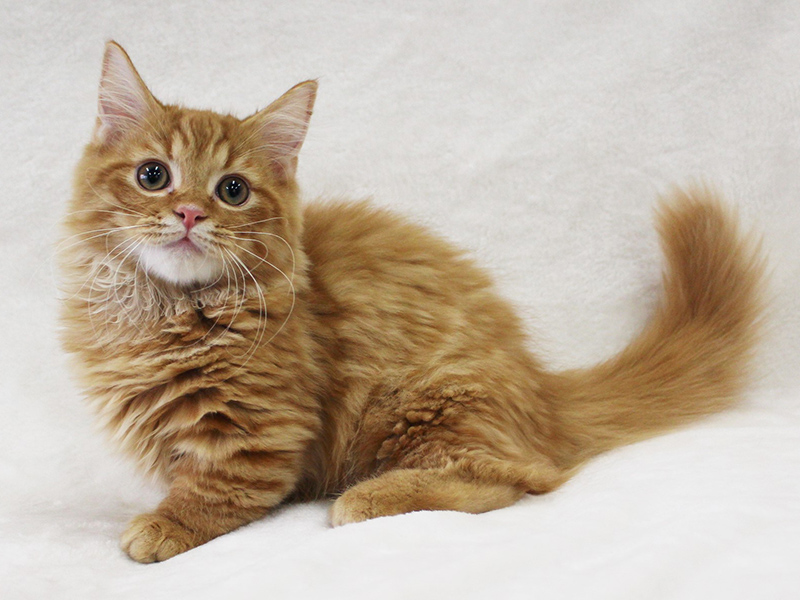 ミヌエットの特徴と性格