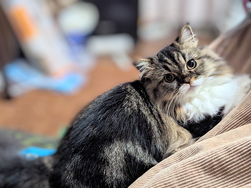 ミヌエットの日ごろのお世話とケア