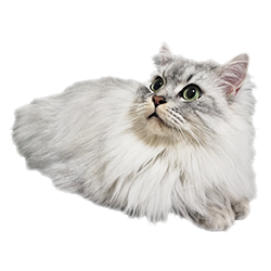 ミヌエット2歳 保険金給付事例