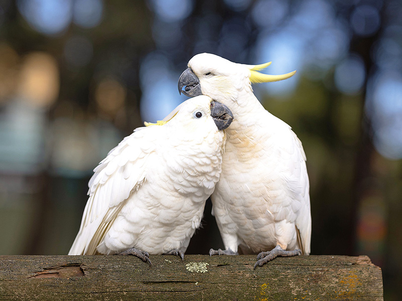 オウムとは？特徴・種類・飼い方のポイントまでわかりやすく解説