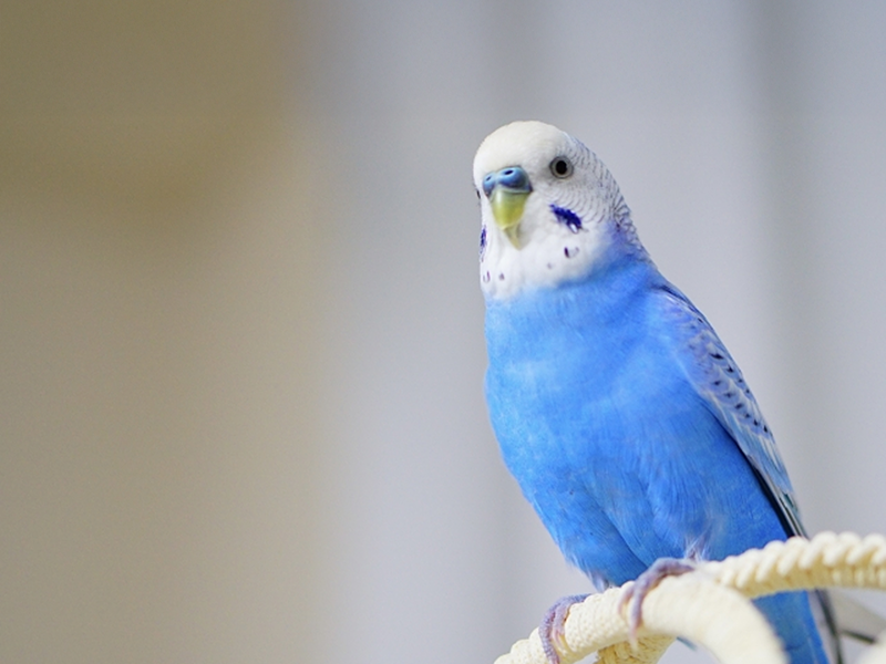 2026年最新 鳥の名前ランキング