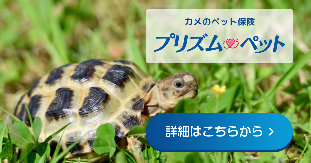 カメにおすすめのペット保険のご紹介