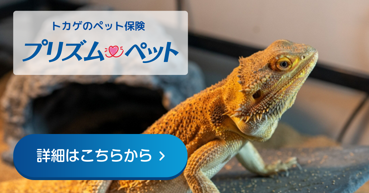 トカゲにおすすめのペット保険のご紹介