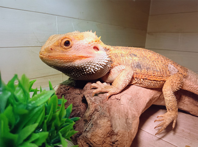フトアゴヒゲトカゲ