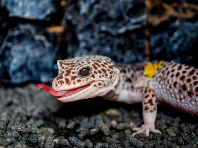 ヒョウモントカゲモドキ