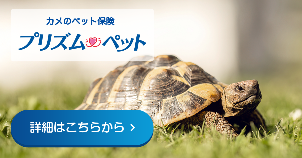 ヘルマンリクガメにおすすめのペット保険のご紹介