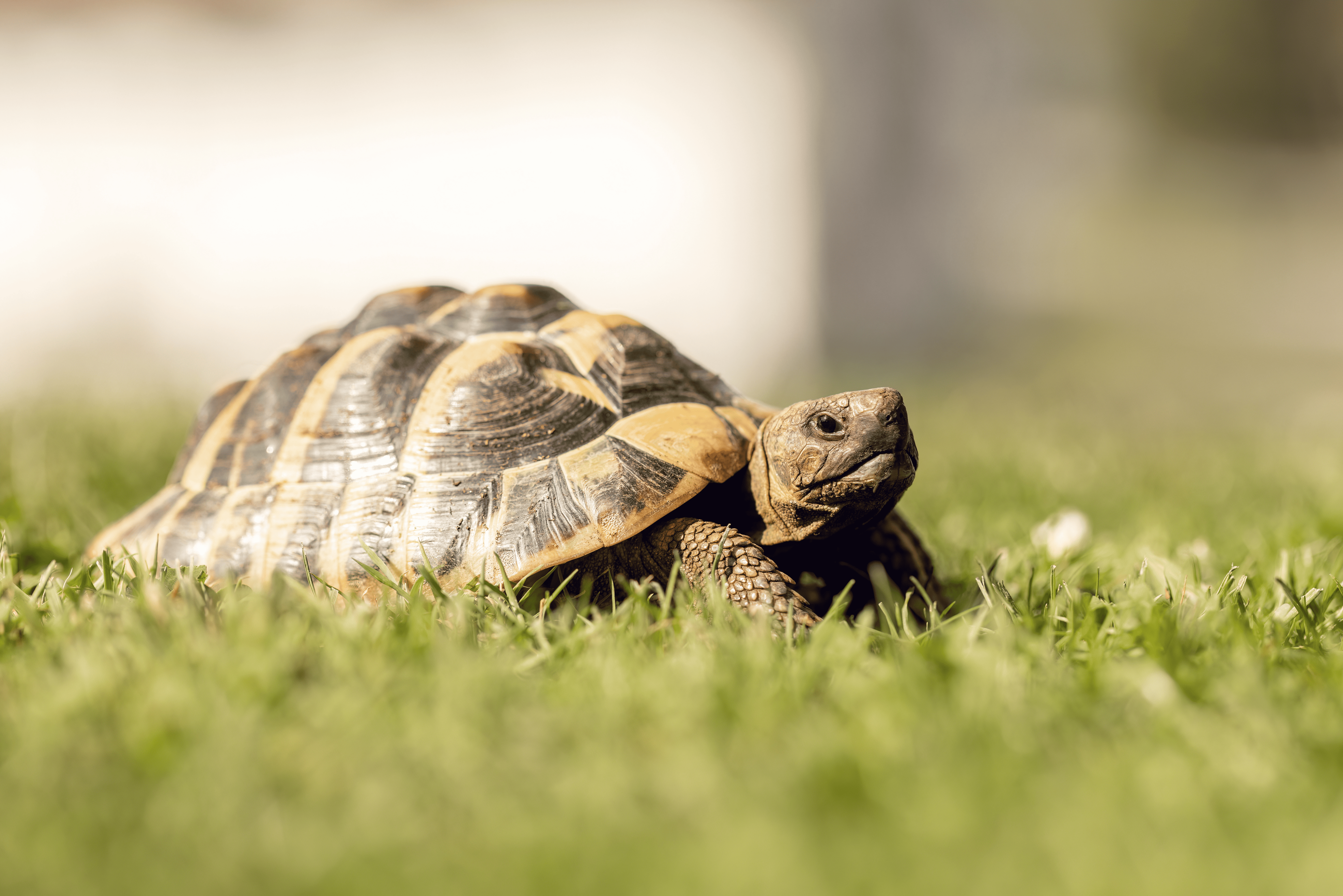 【爬虫類図鑑】ヘルマンリクガメの特徴や飼い方について知ろう