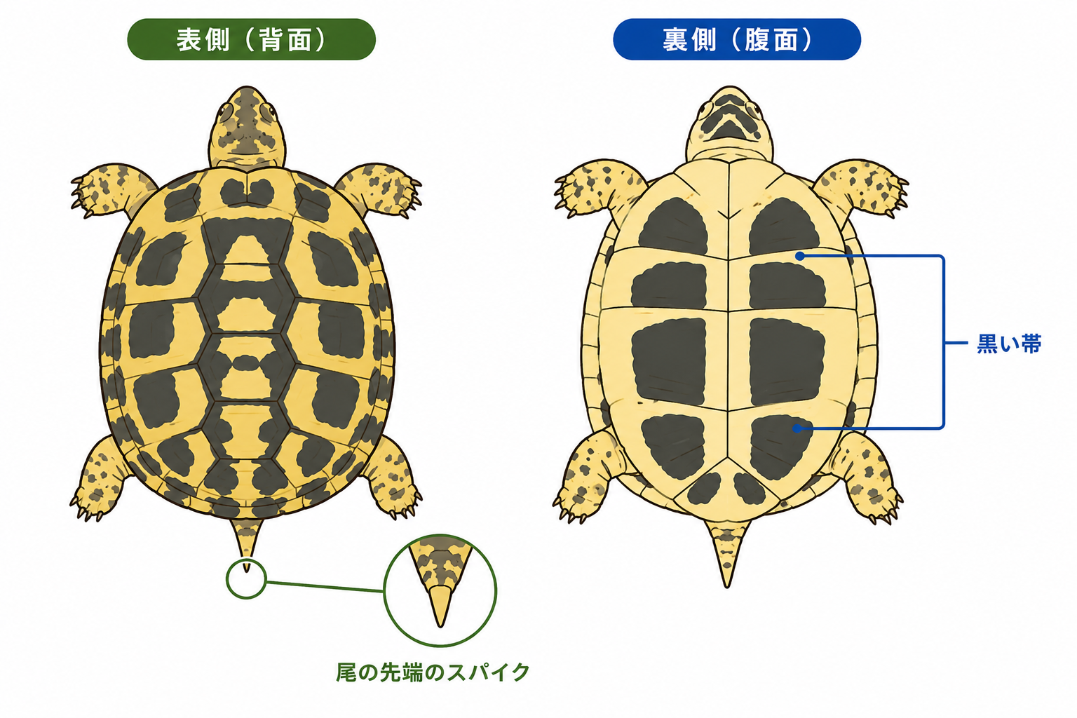 ヘルマンリクガメの見た目の特徴