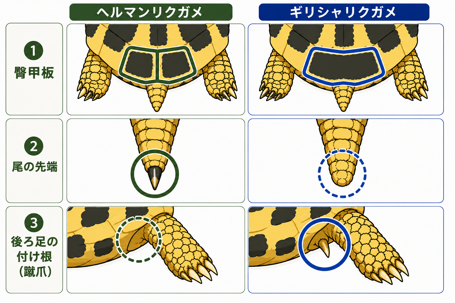 ヘルマンリクガメとギリシャリクガメの見分け方