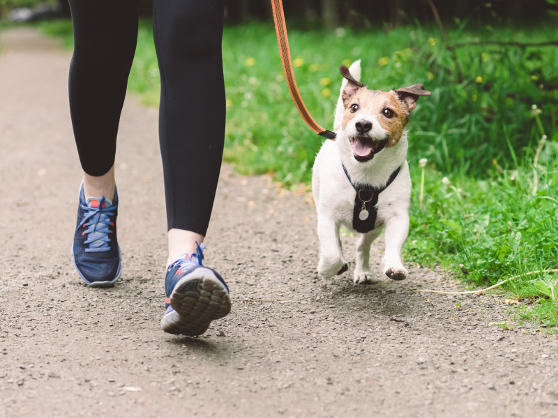 【獣医師監修】犬の散歩で期待できる7つの効果｜運動以外のメリットも解説