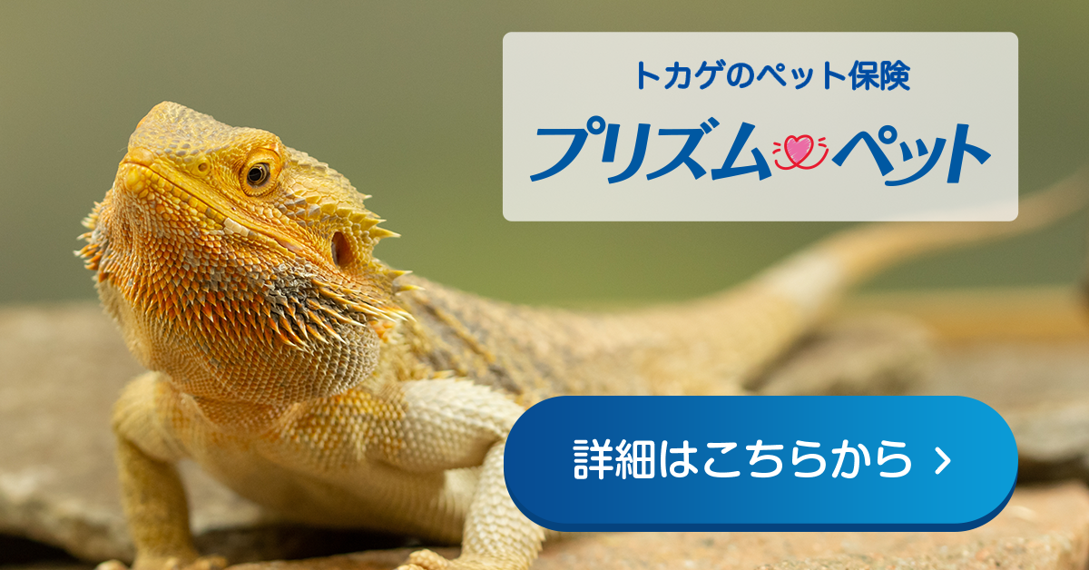 フトアゴヒゲトカゲにおすすめのペット保険のご紹介