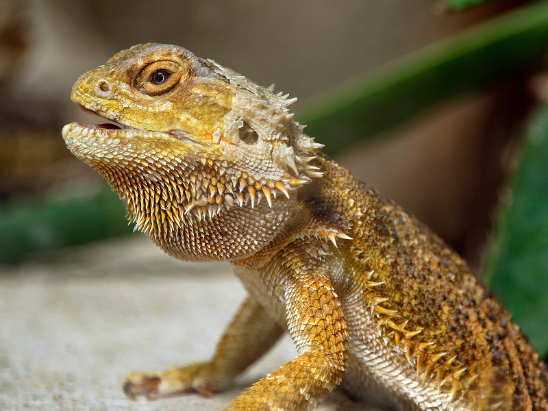 【爬虫類図鑑】フトアゴヒゲトカゲの特徴や飼い方について知ろう