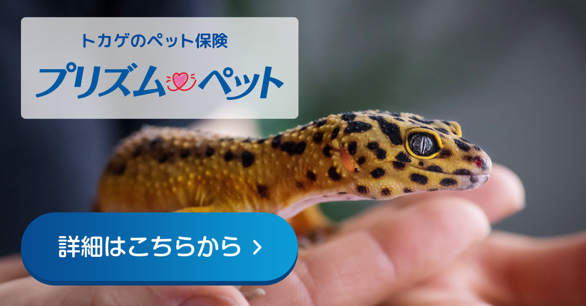 ヒョウモントカゲモドキにおすすめのペット保険のご紹介