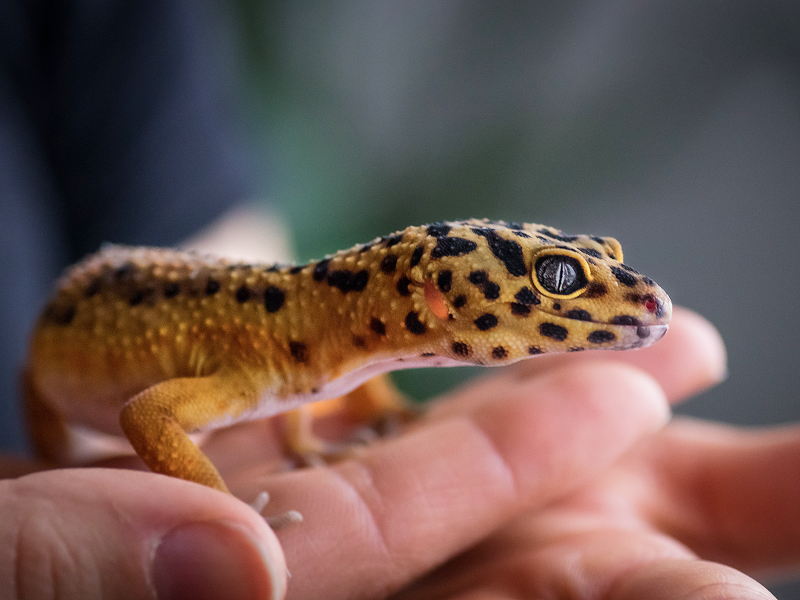 【爬虫類図鑑】ヒョウモントカゲモドキの特徴や飼い方について知ろう