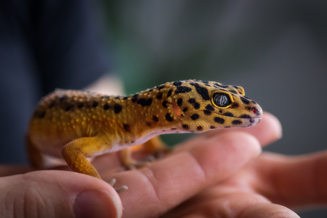 【爬虫類図鑑】ヒョウモントカゲモドキの特徴や飼い方について知ろう