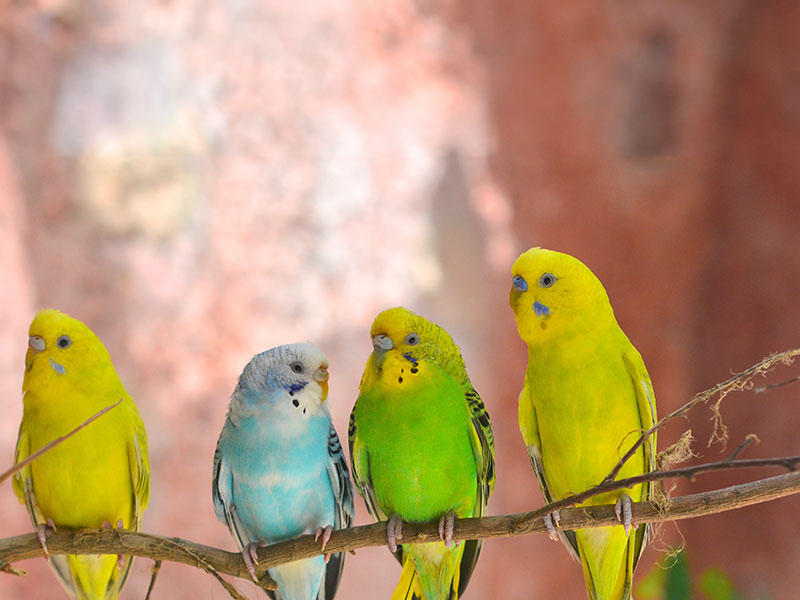【鳥類図鑑】セキセイインコの性格や特徴、飼い方について知ろう