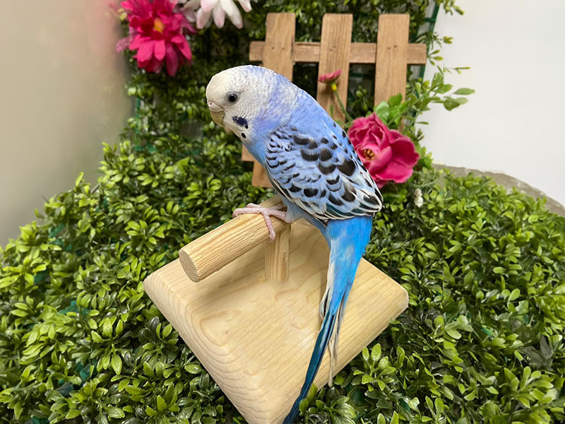 セキセイインコの代表的なカラーリング：しま模様がない