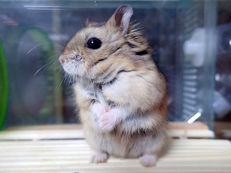 チャイニーズハムスター（モンゴルハムスター）