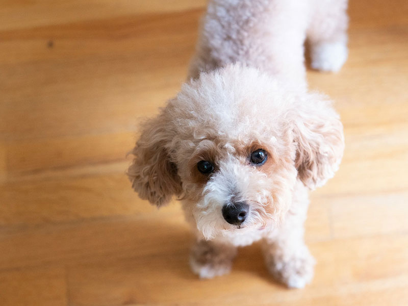 【獣医師監修】犬と猫の糖尿病ってどんな病気？～原因と症状、治療法について知ろう～