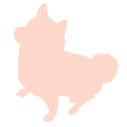 MIX(小型犬)