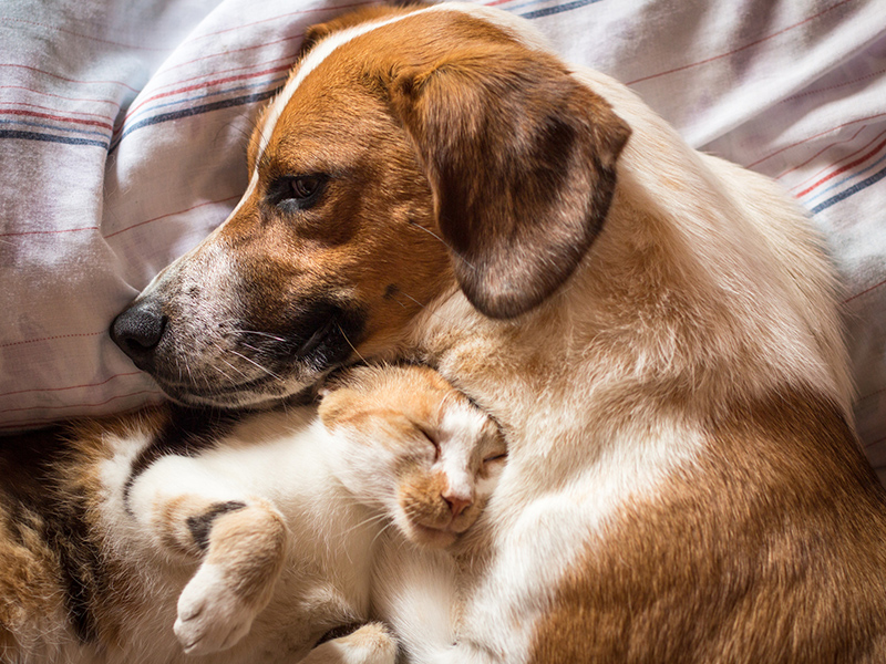 獣医師監修】ペットの高齢化にどう備える？～犬猫シニア期の病気と対策ガイド～