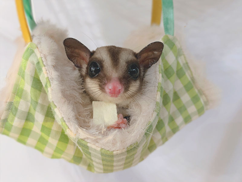 【小動物図鑑】フクロモモンガの性格や特徴、飼い方について知ろう