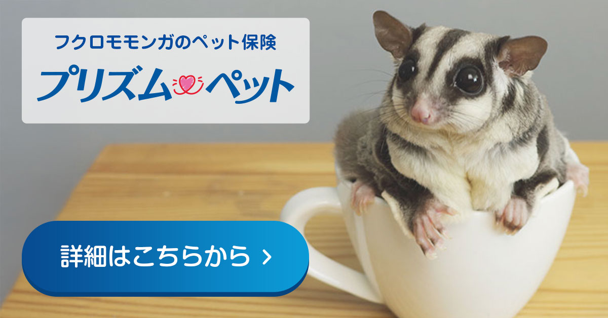 フクロモモンガにおすすめなペット保険 プリズムペット