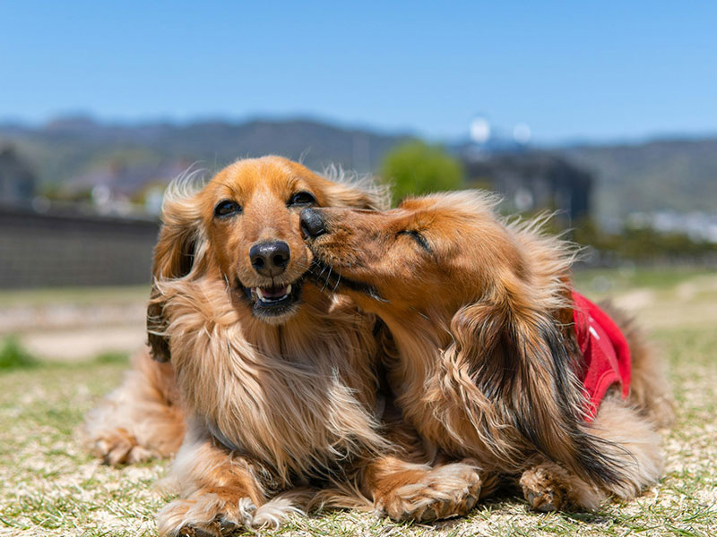 【犬種図鑑】ミニチュア・ダックスフンドの性格や特徴、飼い方について知ろう
