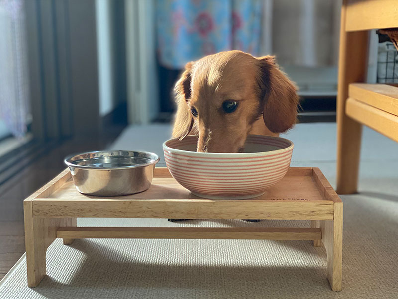 ミニチュア・ダックスフンドの日ごろのお世話とケア