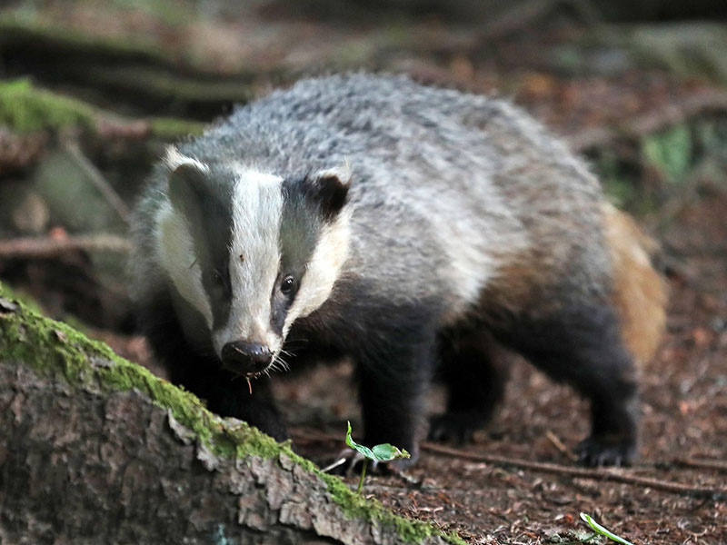 ダックスフンドの名前は、ドイツ語でアナグマを意味する「ダックス」と犬を意味する「フント」に由来する