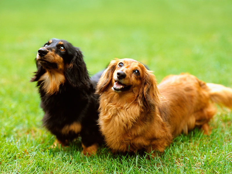 ミニチュア・ダックスフンドの基本情報