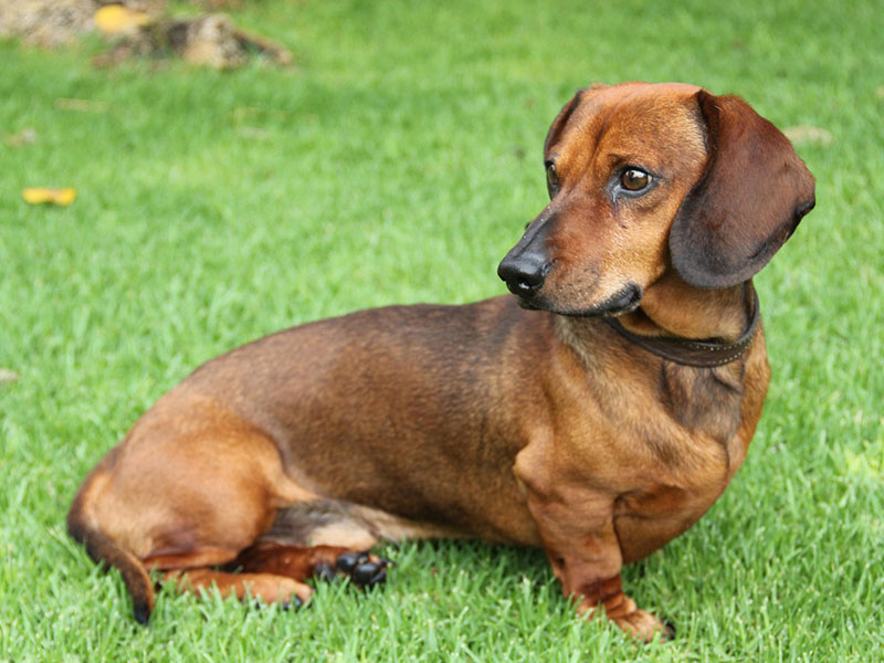 スムース・ヘアード