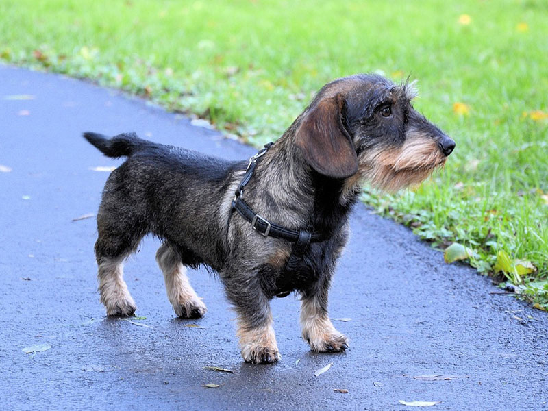 ワイアー・ヘアード