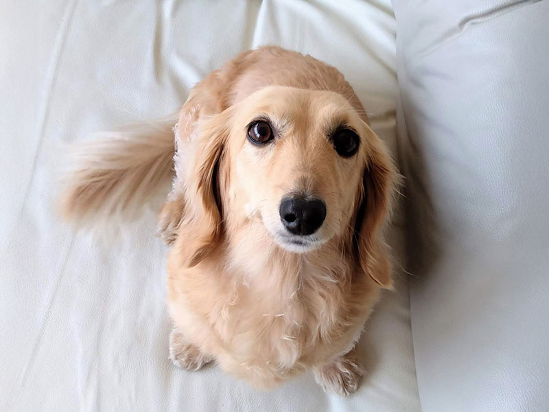 クリーム（イエロー）