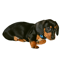 ミニチュア・ダックスフンド12歳 保険金給付事例