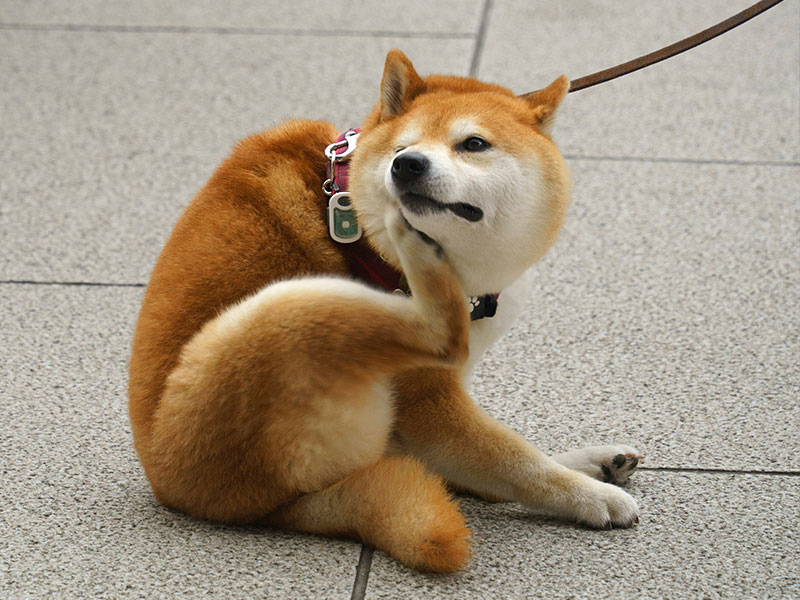 犬アトピー性皮膚炎の症状