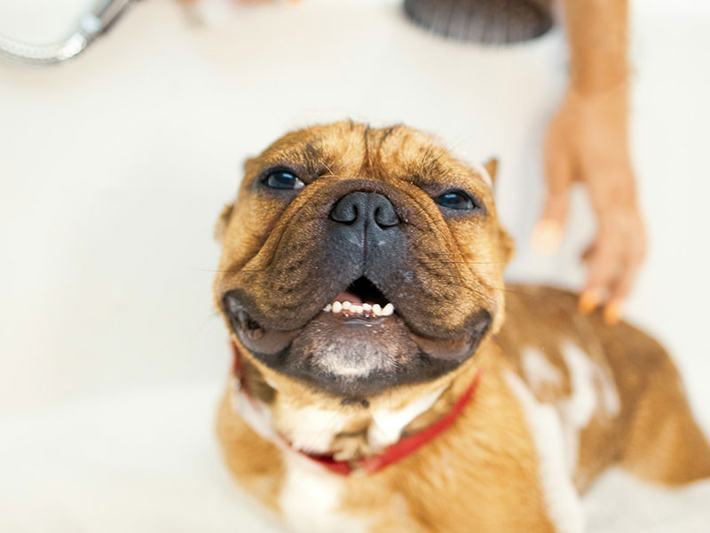 犬アトピー性皮膚炎の治療