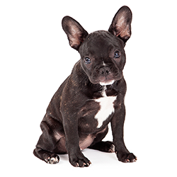 フレンチ・ブルドッグ9歳 保険金給付事例