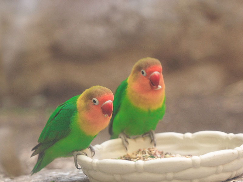 ボタンインコの特徴と性格