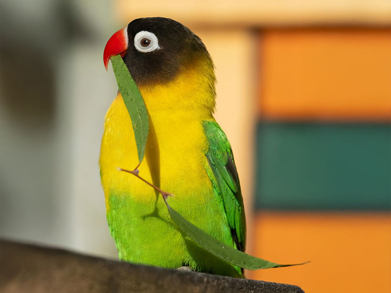 キエリクロボタンインコ（Masked lovebird）