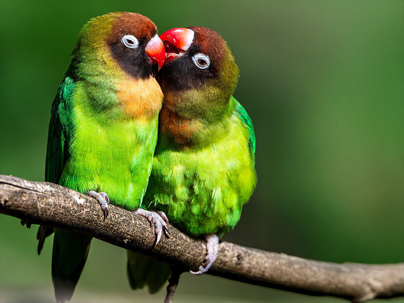 クロボタンインコ（Black cheeked lovebird）