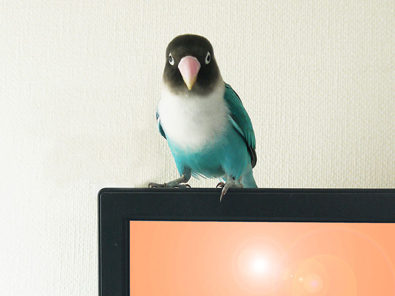 ボタンインコの日ごろのお世話とケア