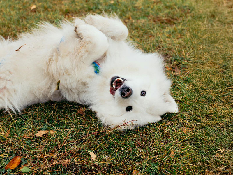 サモエドの日ごろのお世話とケア